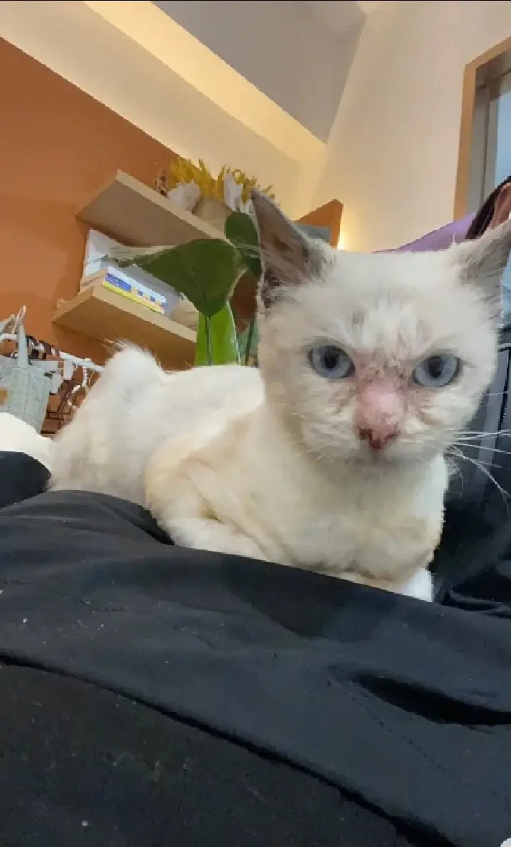 Her Fur Grew Back, and So Did My Joy