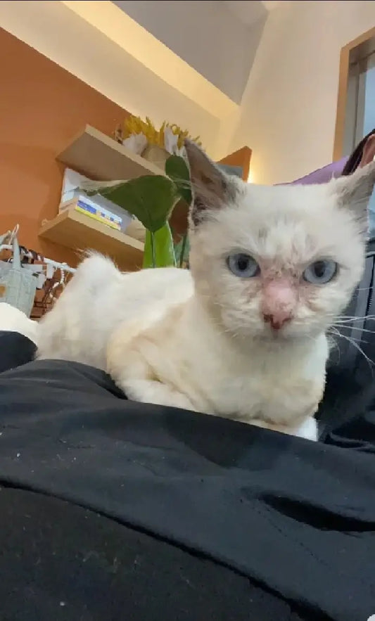 Her Fur Grew Back, and So Did My Joy