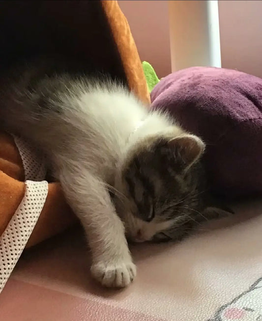 Secret Snack Partner: How My Cat Became My Snack-Time Buddy