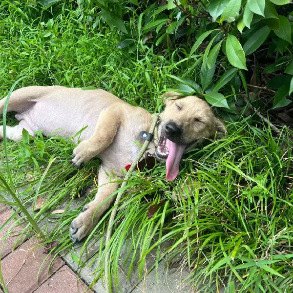 Rescuing a Street Dog: How She Changed Our Lives Forever