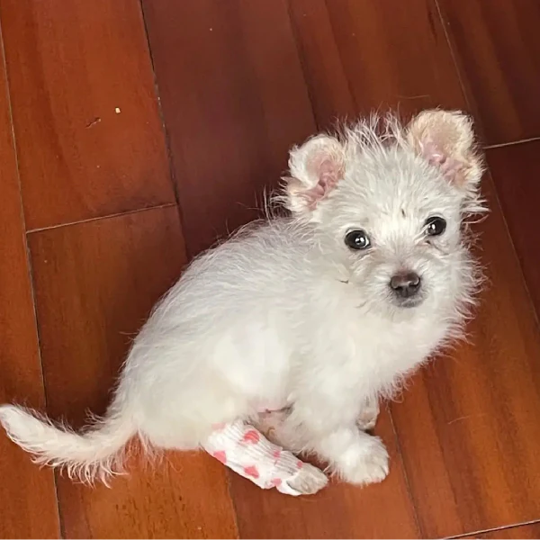 He Was Only 3 Months Old—And Already Fighting for His Life