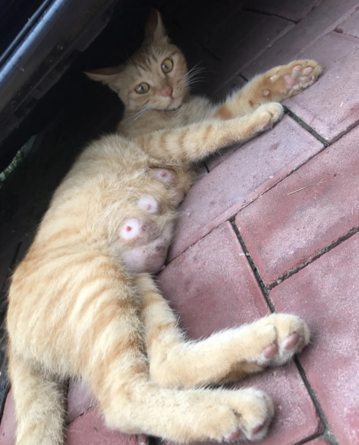 An Encounter with an Orange Cat