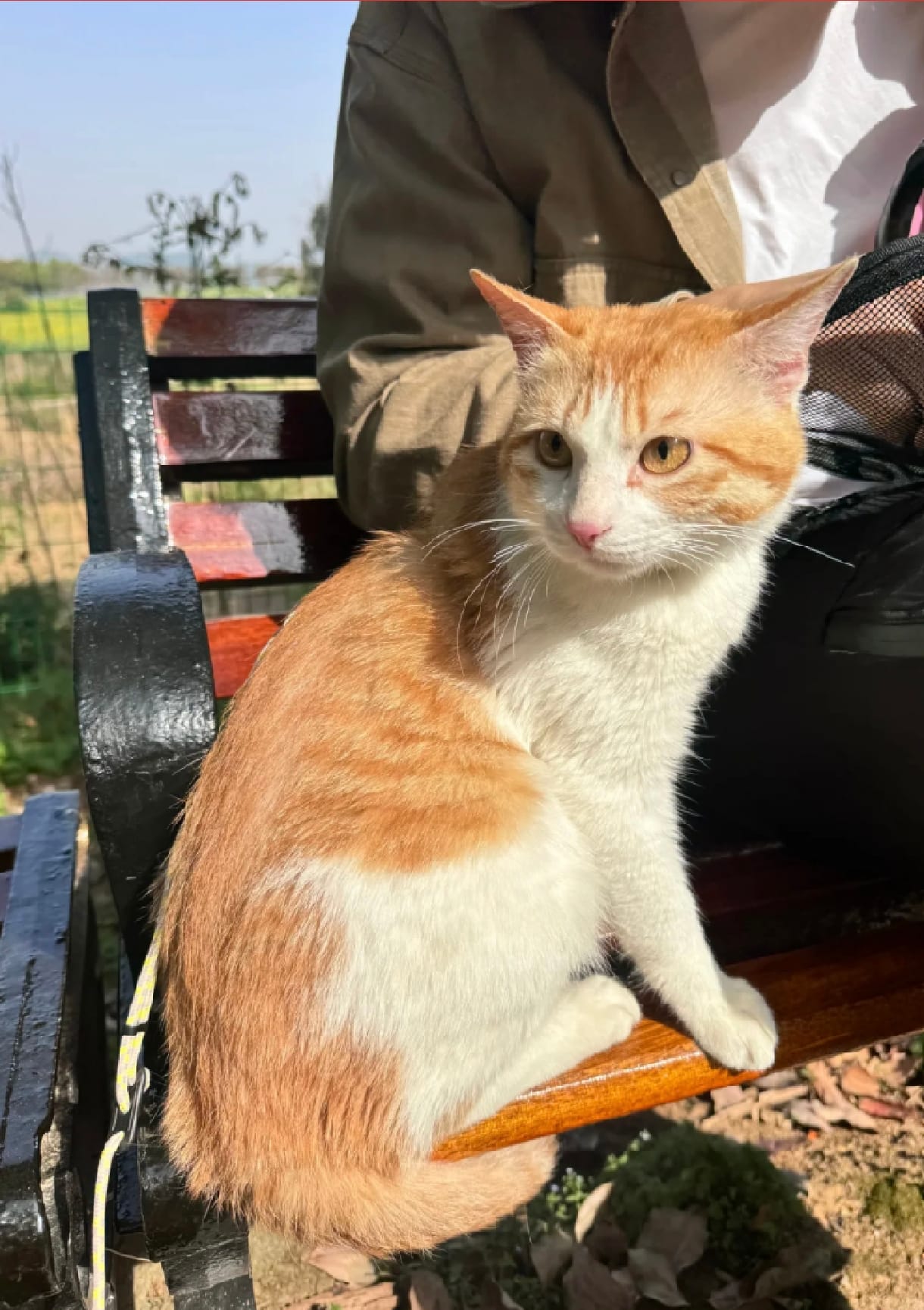 Orange and white cat on a bench