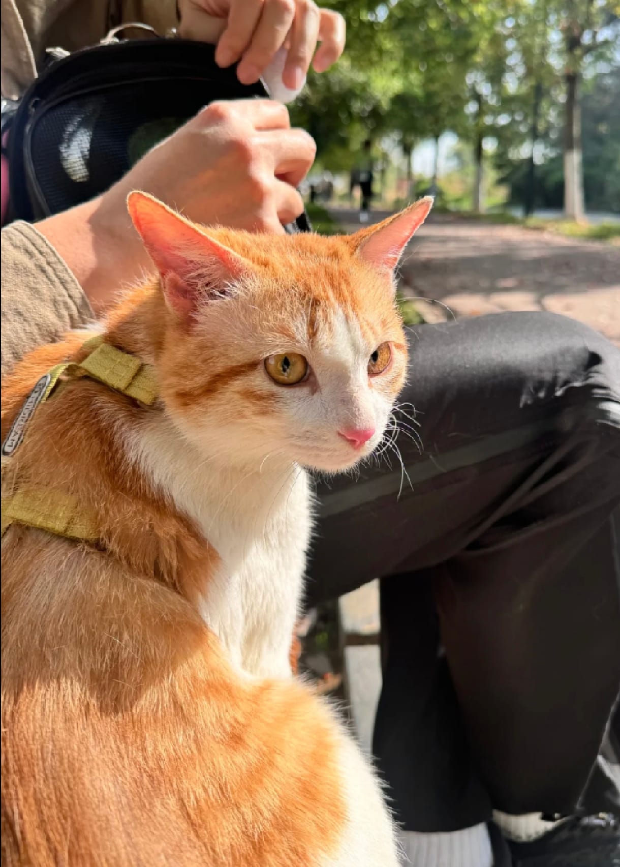 Orange tabby cat with a harness