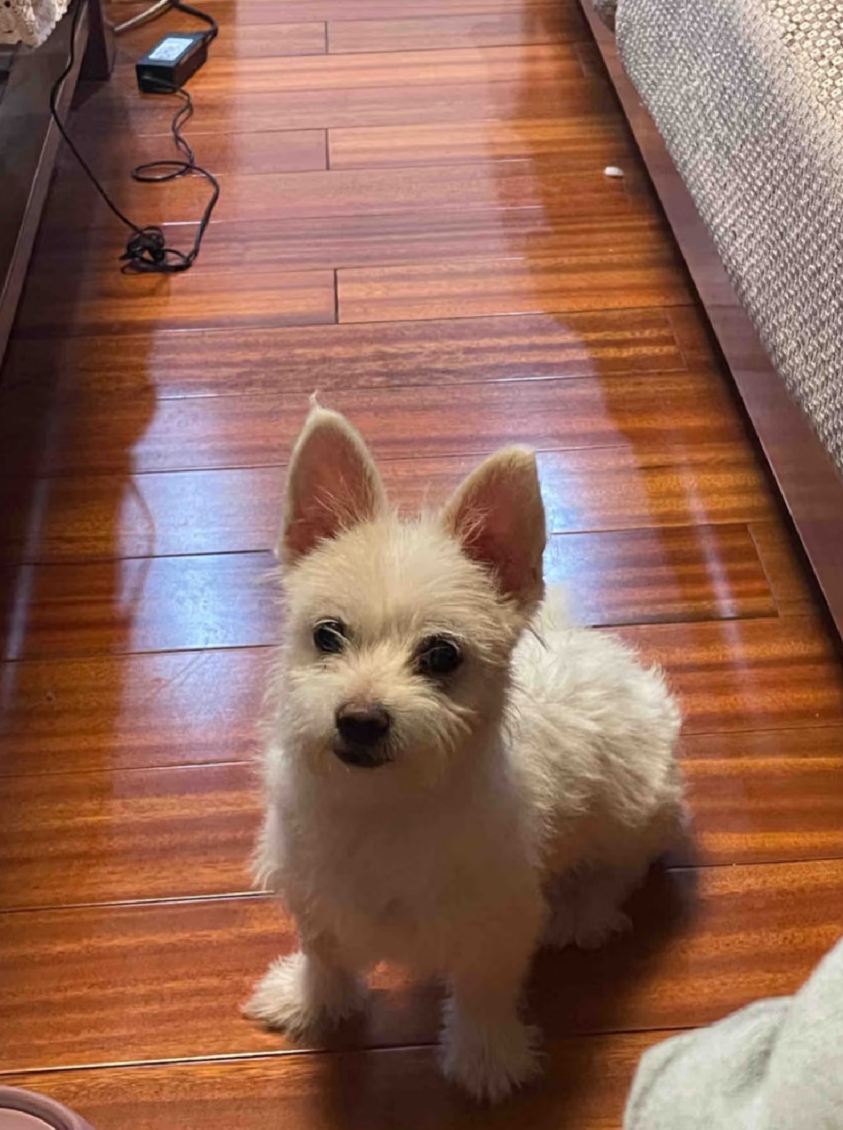 Cute Companion