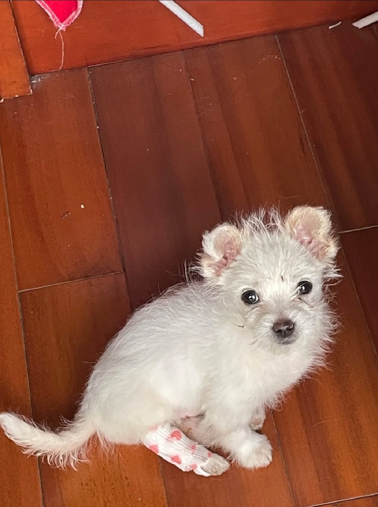 Little Hero
