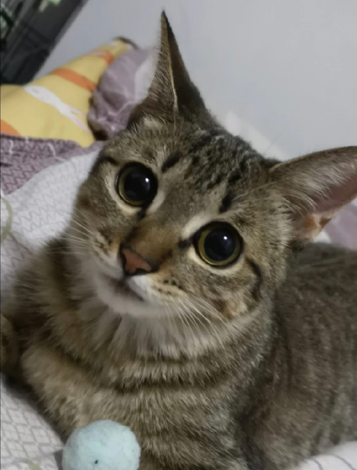 Tabby cat on bed