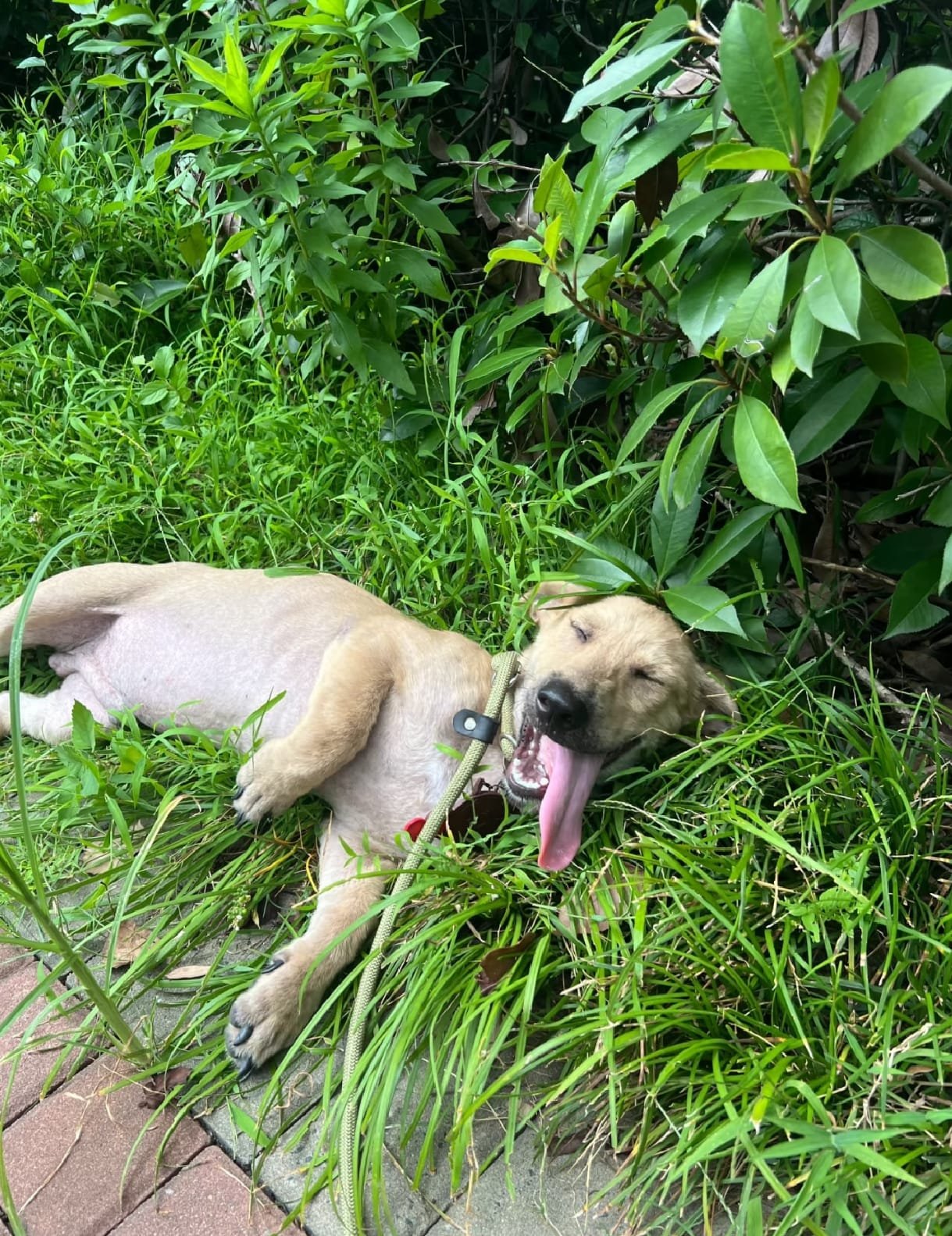 rescuing a street dog: a dog is on the grass
