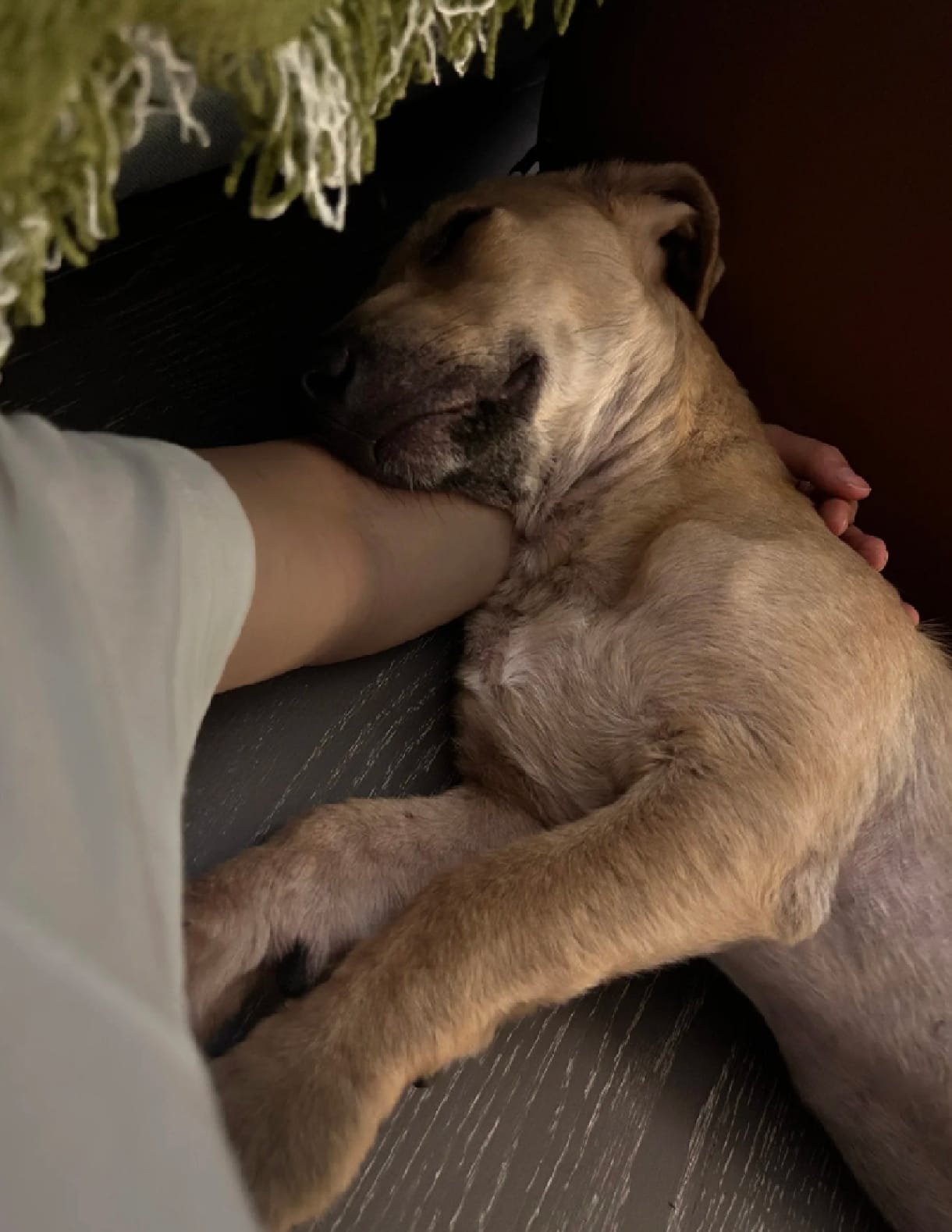rescuing a street dog