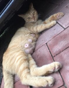 stray orange cat: a cat lies under the car