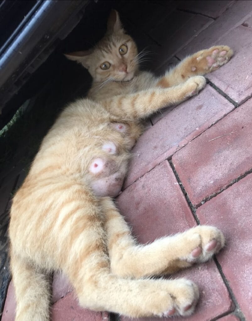 stray orange cat: a cat lies under the car