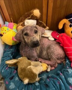 rescuing a street dog: a dog is on the bed