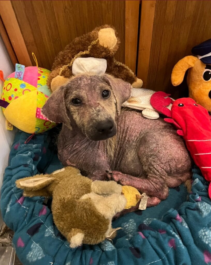 rescuing a street dog: a dog is on the bed